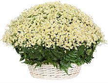 Цветочная композиция из Ромашки в корзине #REPLACE_PRED# Ходаево